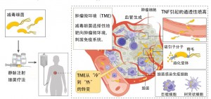 减(jiǎn)毒(dú)细(xì)菌(jūn)治疗机制